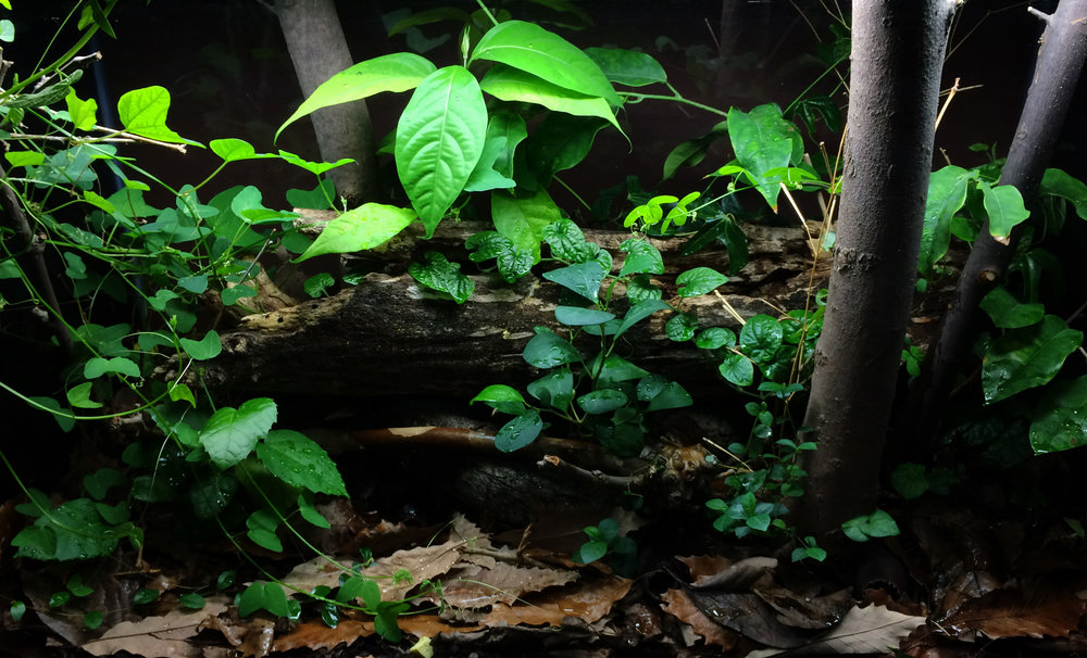 65-Gallon Planted Terrarium