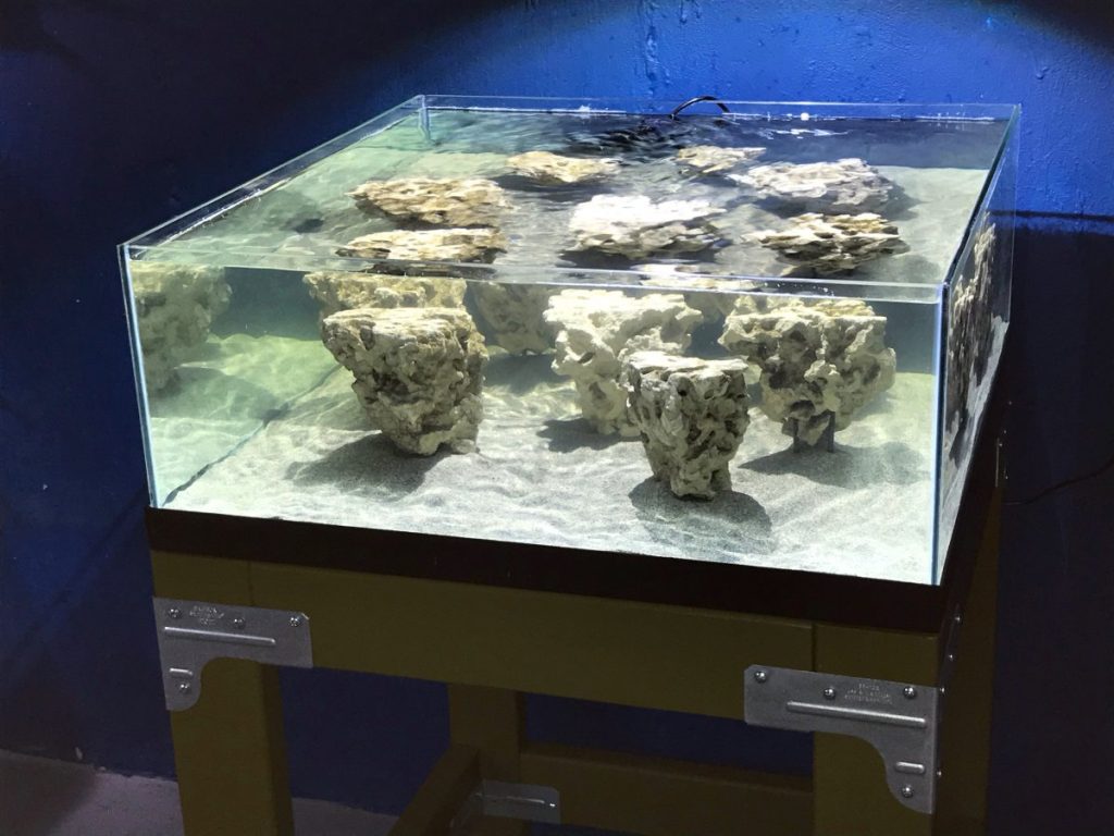 Microbialite reef biotope aquarium, two weeks after establishment.