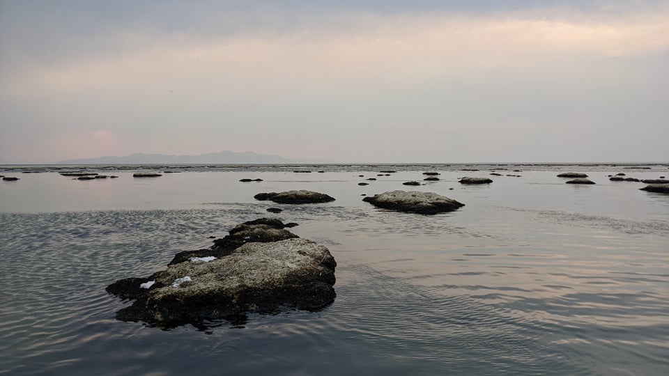 Wild microbialites exposed during low water levels. Great Salt Lake, Utah. 