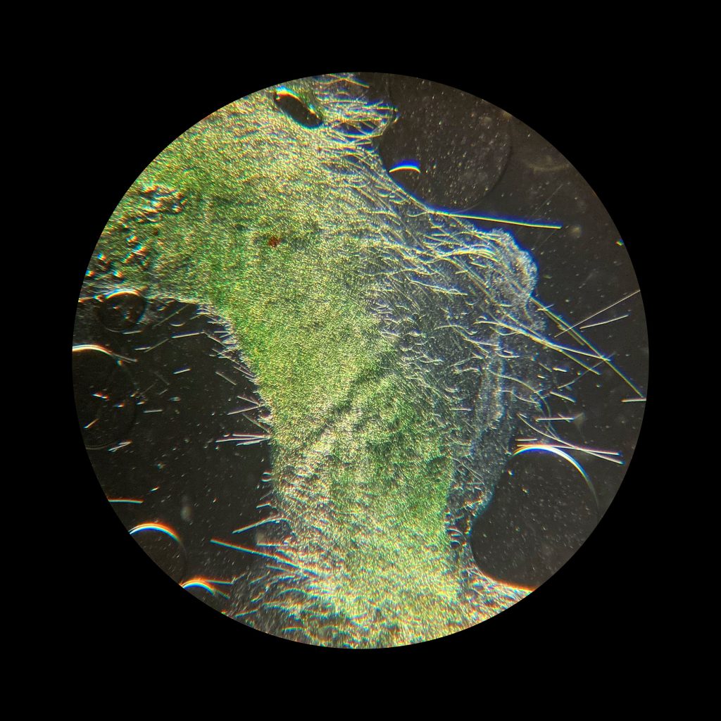 Filamentous Cyanobacteria, possibly Oscillatoria, from Great Salt Lake field sample. 200x magnification.