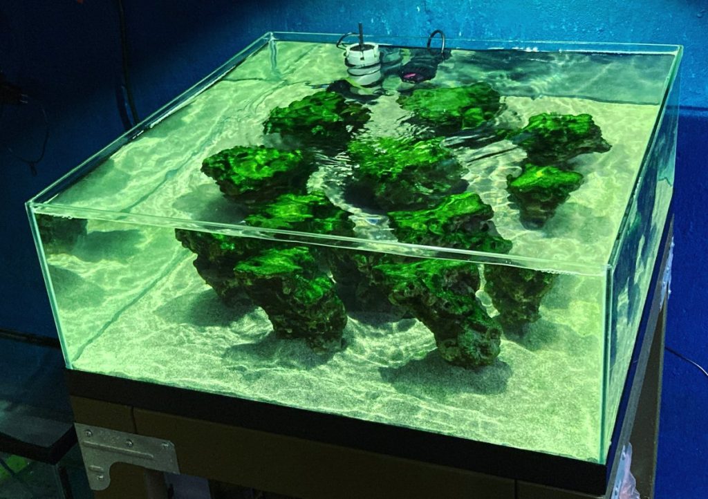 Microbialite reef biotope aquarium, 15 months after establishment.