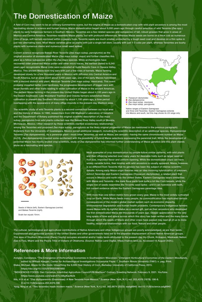 Maize Domestication Garden interpretive sign. 