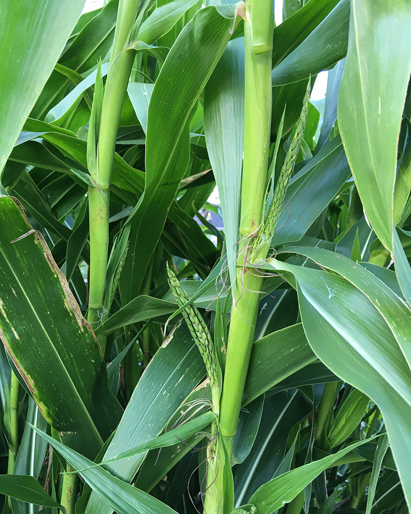 Balsas Teosinte (Zea mays ssp. parviglumis) plant with female spikelet and male tassel floral parts. 