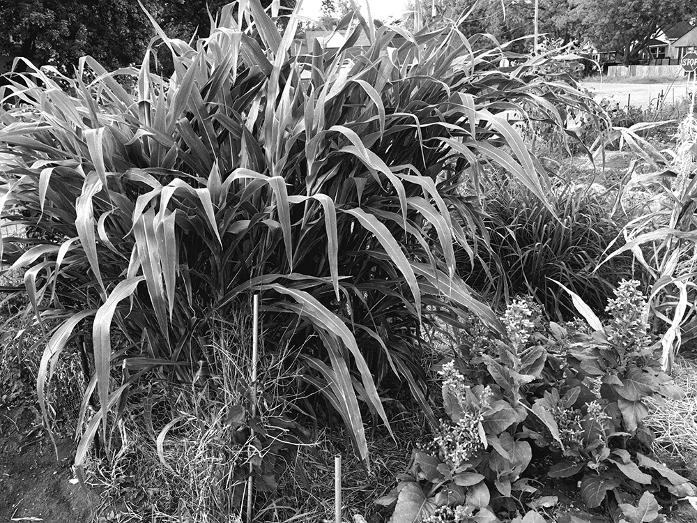 Balsas Teosinte (Zea mays ssp. parviglumis) plants with other selections in Indigenous crops garden. 