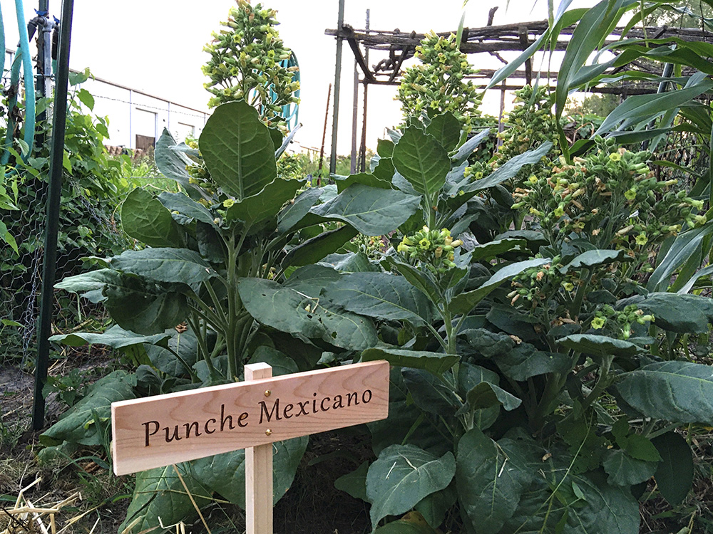 Punche Mexicano (Nicotiana rustica) plants in interpretive garden. 