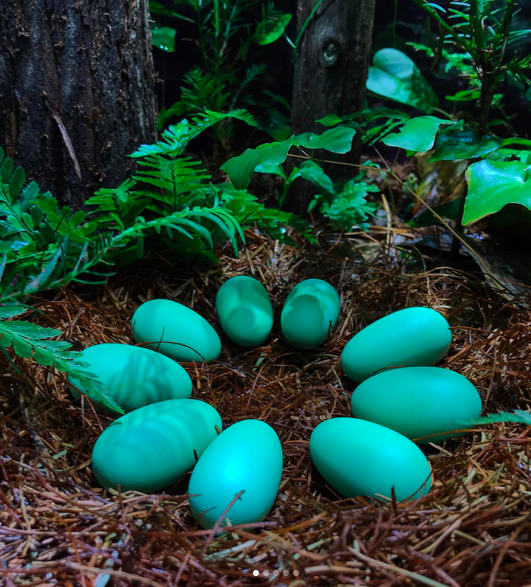 Replica Hesperorynchus elizabethae eggs and nest in diorama/terrarium. 