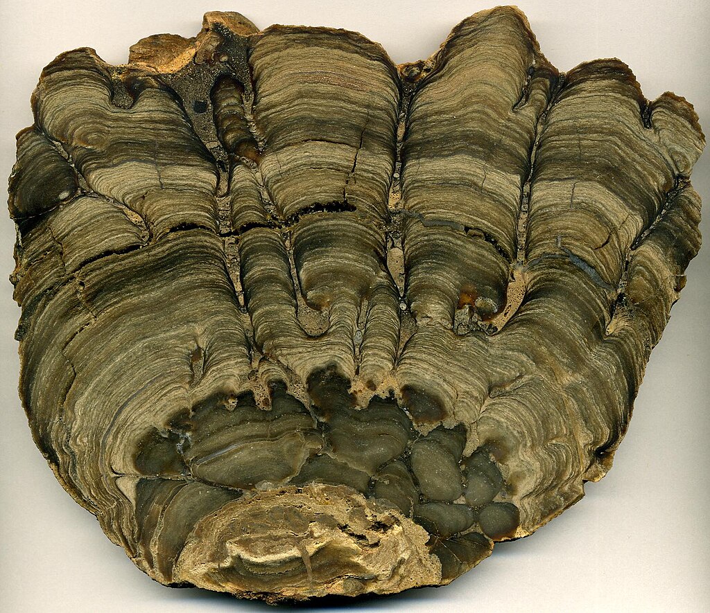 Stromatolite fossil from the Fort Laclede Bed, Laney Member, Green River Formation of south-western Wyoming in USA. It is the preserved fossilised remains of a stromatolite that lived in the ancient Lake Gosuite.
Date: 8 January 2013.
Attribution: 
James St. John (jsj1771) https://www.flickr.com/people/jsjgeology/, CC BY 2.0 https://creativecommons.org/licenses/by/2.0, via Wikimedia Commons