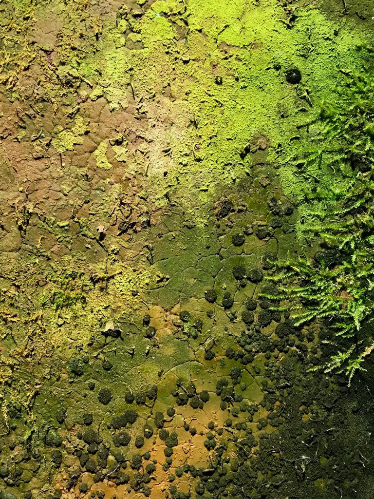 Mudbrick Vertical Garden, mature biocrust detail. 