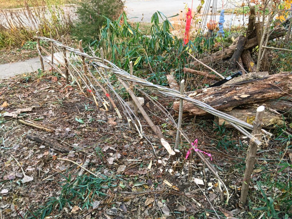 Native shrub species laid hedge.