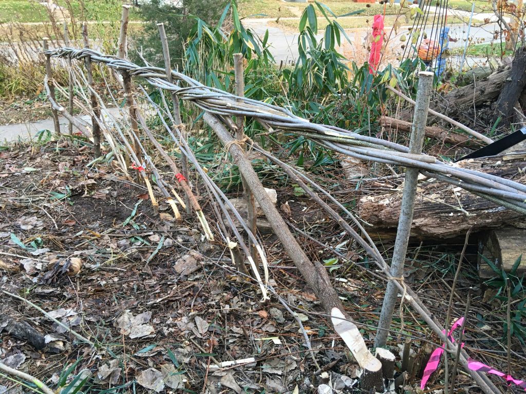 Laid hedge with live pleachers, stakes and Willow binders.