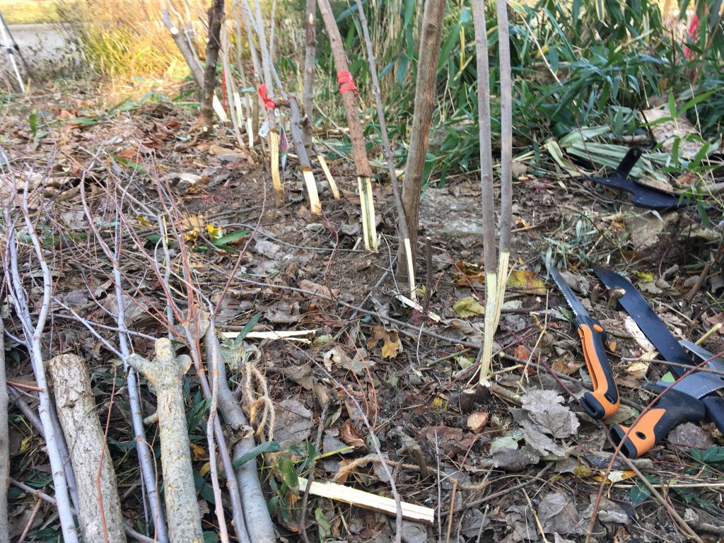 Pleachers laid with diagonal cuts and secured provisionally with stakes and jute twine. 