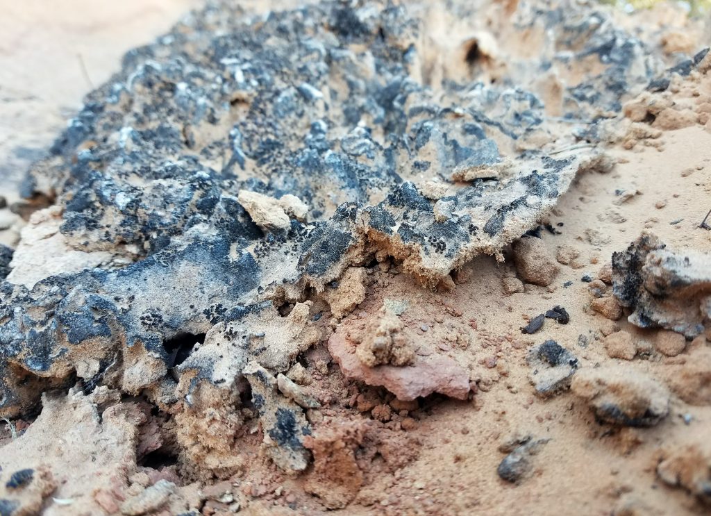 Dark biocrusts. Photo taken by SBSC in Utah during surveys, 2018, courtesy of Erika Geiger. Public Domain Image: https://www.usgs.gov/media/images/biocrusts-utah