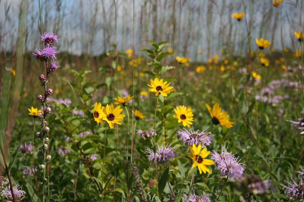 Prairie grasses and flowering forbs. Pipestone National Monument. NPS/Nathan King. Public Domain 
image.