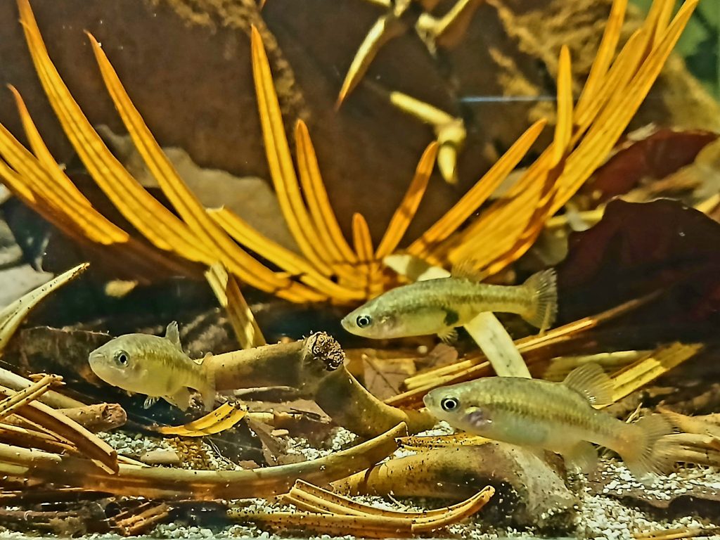 Redtail Splitfin (Xenotoca eiseni) Family Goodeidae